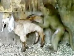 Animal Zoo Sex