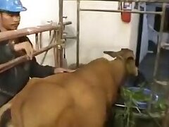Bestiality and ZOO PORN video