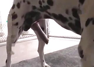 Dalmatian