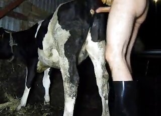 Cow