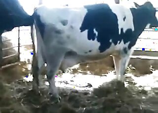 Bull